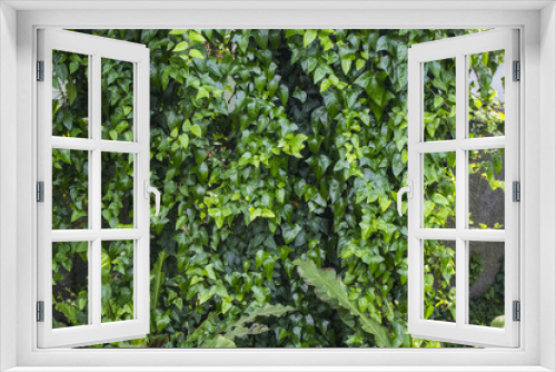 Fototapeta Naklejka Na Ścianę Okno 3D - Liście