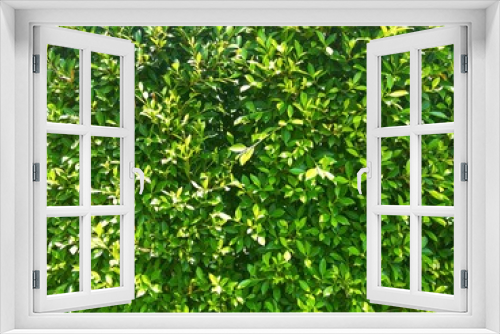 Fototapeta Naklejka Na Ścianę Okno 3D - Green leaves background.