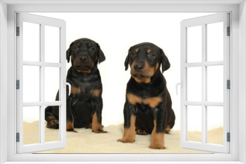 Fototapeta Naklejka Na Ścianę Okno 3D - two sweet puppies