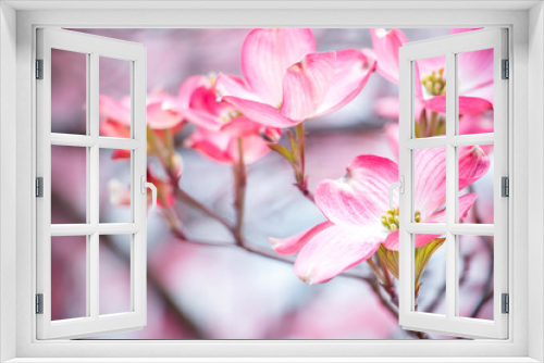 Fototapeta Naklejka Na Ścianę Okno 3D - Cherry Blossoms Closeup