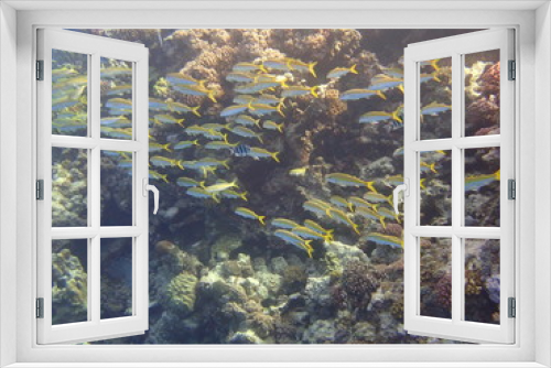 Fototapeta Naklejka Na Ścianę Okno 3D - Group of fish in the Red Sea.