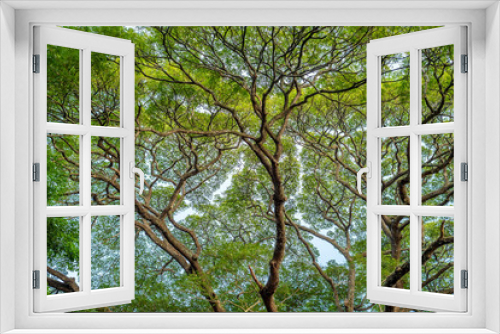 Fototapeta Naklejka Na Ścianę Okno 3D - Crown of big green tree close