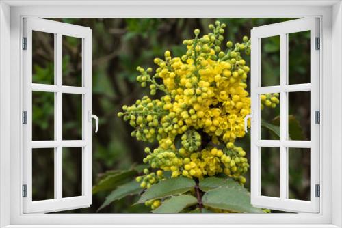 Fototapeta Naklejka Na Ścianę Okno 3D - machonia, drobne żółte pączki