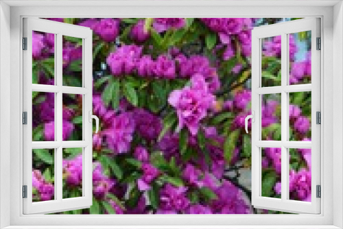 Fototapeta Naklejka Na Ścianę Okno 3D - Flowers of Azalea