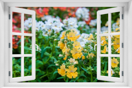 Fototapeta Naklejka Na Ścianę Okno 3D - Top view of colorful different potted plants and seedlings