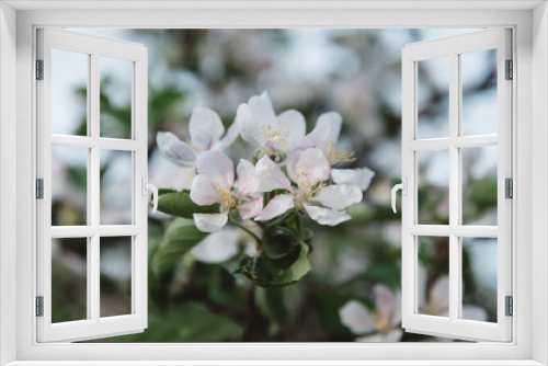 Fototapeta Naklejka Na Ścianę Okno 3D - Close up of bunch of whitering white flowers in garden.
