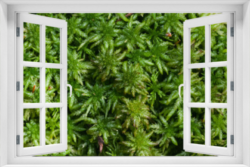 Fototapeta Naklejka Na Ścianę Okno 3D - Green moss texture or background macro, selective focus, shallow DOF