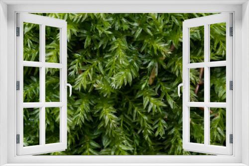 Fototapeta Naklejka Na Ścianę Okno 3D - Green moss texture or background macro, selective focus, shallow DOF