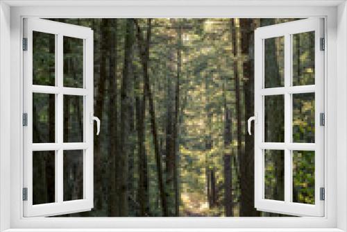 Fototapeta Naklejka Na Ścianę Okno 3D - scenic forest views in autumn