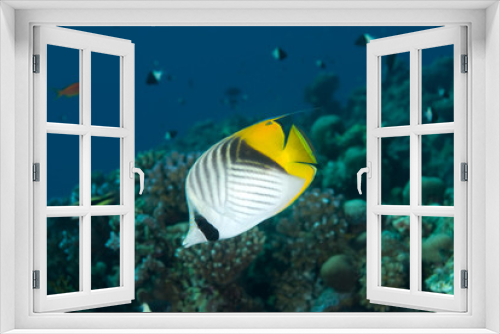 Fototapeta Naklejka Na Ścianę Okno 3D - Colorful Tropical Fish