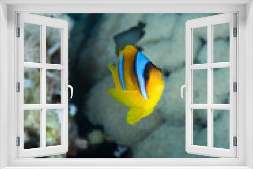 Fototapeta Naklejka Na Ścianę Okno 3D - Red sea anemonefish (amphiprion bicinctus)