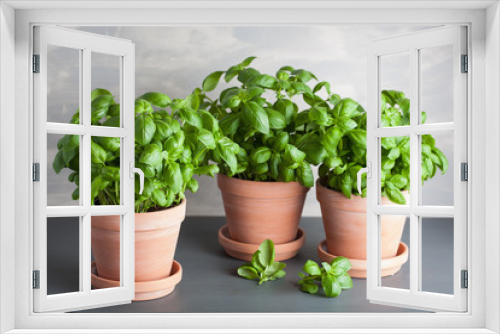 Fototapeta Naklejka Na Ścianę Okno 3D - fresh basil herb in terracotta flowerpot