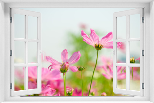 Fototapeta Naklejka Na Ścianę Okno 3D - Pink cosmos flowers  in garden outdoor on nature background