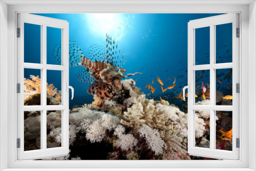 Fototapeta Naklejka Na Ścianę Okno 3D - lionfish, coral and ocean