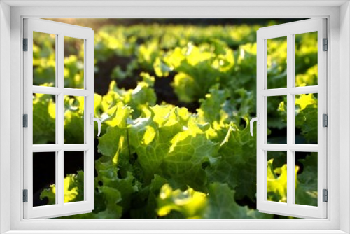 Fototapeta Naklejka Na Ścianę Okno 3D - Lettuce in a vegetable farm