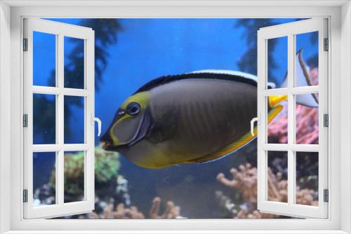 Fototapeta Naklejka Na Ścianę Okno 3D - Fish Yellow Gray and Black