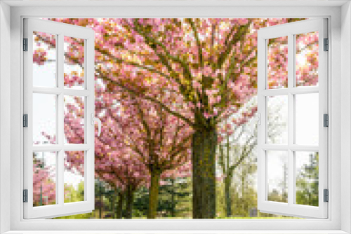 Fototapeta Naklejka Na Ścianę Okno 3D - A row of blossoming Japanese cherry trees in the french public park of Tremblay, in the suburbs of Paris, with a paved road and a bench.