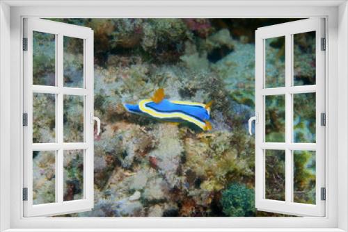Fototapeta Naklejka Na Ścianę Okno 3D - True sea slug