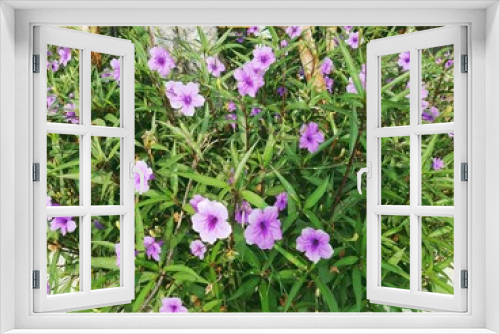 Fototapeta Naklejka Na Ścianę Okno 3D - purple flower with nature background