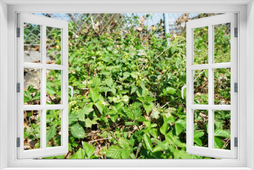 Fototapeta Naklejka Na Ścianę Okno 3D - Hawkweed, Asteraceae, Hieracium Peleterianum, Peleti's Hawkweed,
