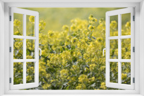Fototapeta Naklejka Na Ścianę Okno 3D - rapaseed (Brassica napus) flower