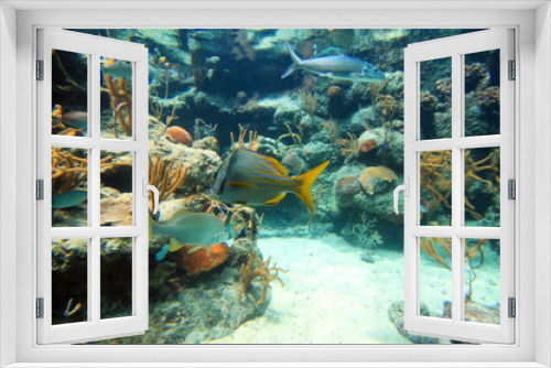 Fototapeta Naklejka Na Ścianę Okno 3D - Tropical fish in Caribbean Sea, Mexico