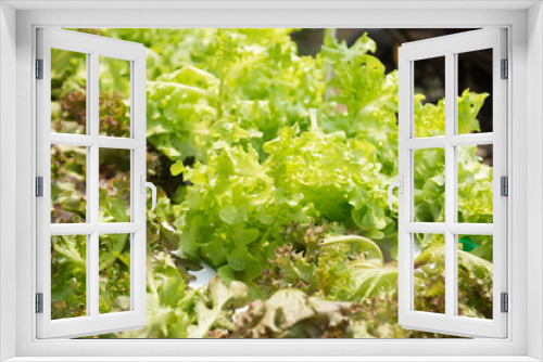Fototapeta Naklejka Na Ścianę Okno 3D - Green Oak salad plant, hydroponic vegetable leaves