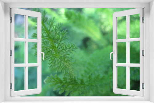 Fototapeta Naklejka Na Ścianę Okno 3D - Yarrow Leaf