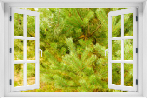 Fototapeta Naklejka Na Ścianę Okno 3D - Branches of a young pine in the forest