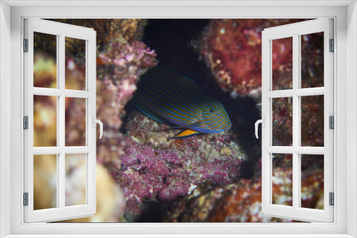 Fototapeta Naklejka Na Ścianę Okno 3D - Fish on underwater coral reef