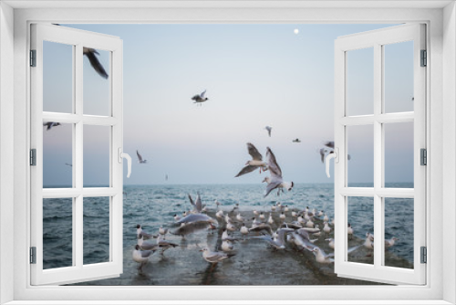 Fototapeta Naklejka Na Ścianę Okno 3D - Many hungry seagulls flying in cloudy sea on rainy day. Horizontal color photography.