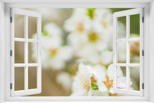 Fototapeta Naklejka Na Ścianę Okno 3D - Almond tree blooms