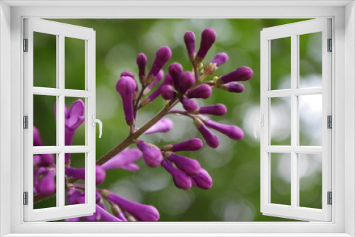 Fototapeta Naklejka Na Ścianę Okno 3D - Just Plant