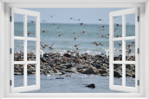 Fototapeta Naklejka Na Ścianę Okno 3D - Birds flying over the ocean