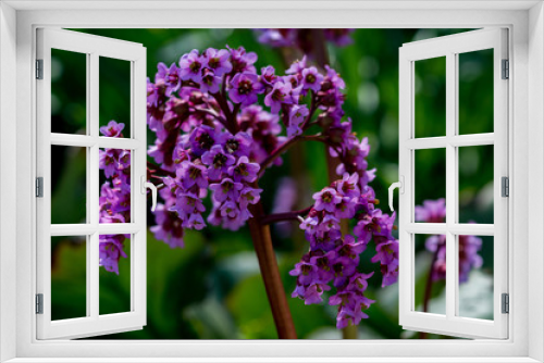 Fototapeta Naklejka Na Ścianę Okno 3D - Kwiaty. Wiosna