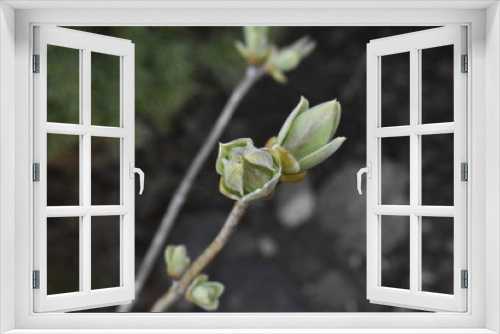 Fototapeta Naklejka Na Ścianę Okno 3D - lilac bud on branch macro