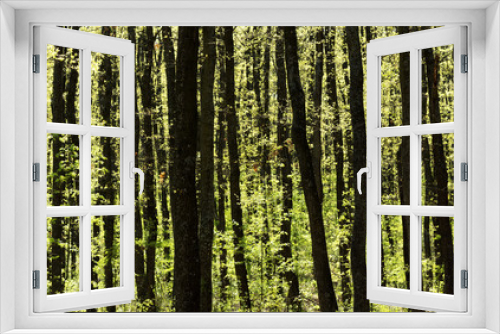Fototapeta Naklejka Na Ścianę Okno 3D - Forest in Springtime