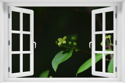 Fototapeta Naklejka Na Ścianę Okno 3D - Flowers of Euonymus