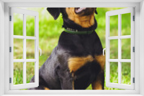Fototapeta Naklejka Na Ścianę Okno 3D - Beautiful little puppy of a dog Rottweiler in a park on a grass background