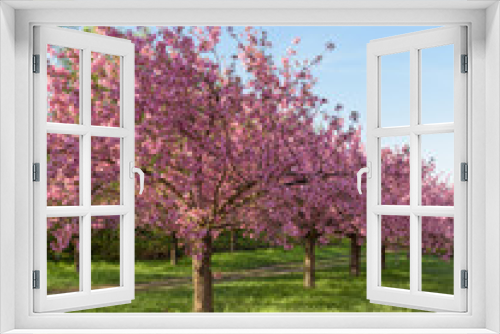 Fototapeta Naklejka Na Ścianę Okno 3D - Blühende Kirschbäume in Parkanlage zum Sonnenaufgang