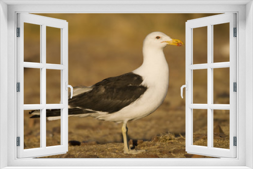 Fototapeta Naklejka Na Ścianę Okno 3D - adult Kelp Gull (Larus dominicanus)