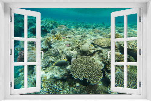 Fototapeta Naklejka Na Ścianę Okno 3D - underwater landscape of the red sea
