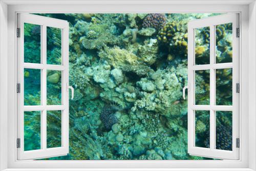 Fototapeta Naklejka Na Ścianę Okno 3D - underwater landscape of the red sea