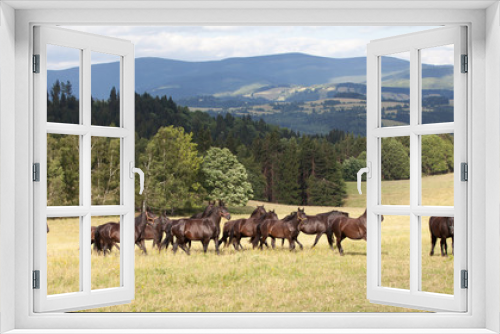 Fototapeta Naklejka Na Ścianę Okno 3D - Running herd of black kladrubian horses
