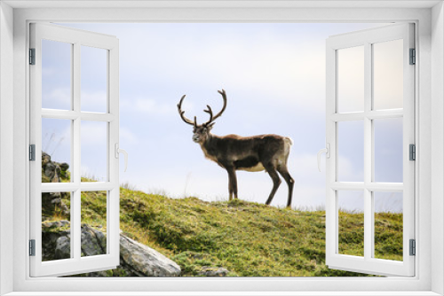 Fototapeta Naklejka Na Ścianę Okno 3D - Reindeer in mountain pasture in Northern Norway