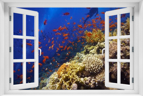 Fototapeta Naklejka Na Ścianę Okno 3D - Beautiful underwater scenery, colorful coral reef with scuba divers on the background