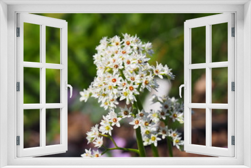 Fototapeta Naklejka Na Ścianę Okno 3D - Aceriphyllum rossi - Mukdenia