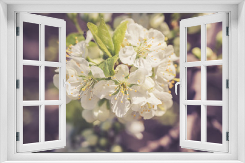 Fototapeta Naklejka Na Ścianę Okno 3D - Spring flowers. Beautifully blossoming tree branch