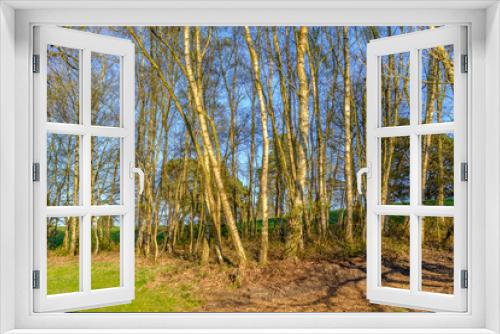 Fototapeta Naklejka Na Ścianę Okno 3D - the trunks of silver birch trees  catching the sunlight on a bright spring day