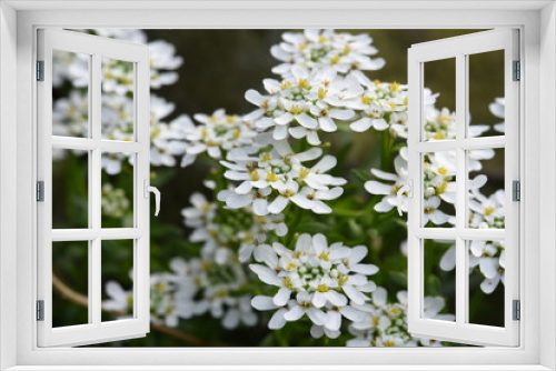 Fototapeta Naklejka Na Ścianę Okno 3D - Arabis caucasica flowers in the garden springtime